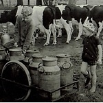 Melkbussen bij koeien